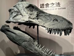 -自贡恐龙博物馆