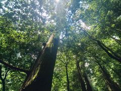 -天目山大树王景区