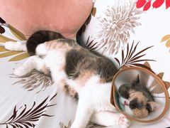 -创凡宠物医院·骨专科  猫科中心(西乡分院)