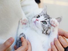 -lincat·猫舍(广州店)