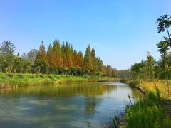 -合肥滨湖国家森林公园