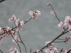 -桃花岭景区