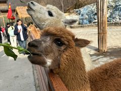 -栾川竹海野生动物园