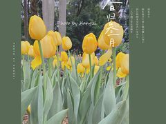 -深圳仙湖植物园