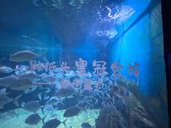 -烟台海昌鲸鲨海洋公园