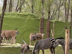 -北京野生动物园