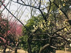 -香雪海