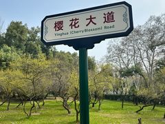 -武汉大学-樱园