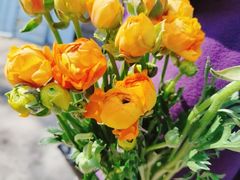 -金陵花卉交易市场