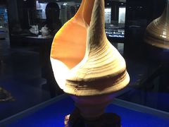 -贝壳王国博物馆