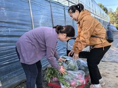 -庞各庄翠芳园西瓜蔬菜基地采摘园