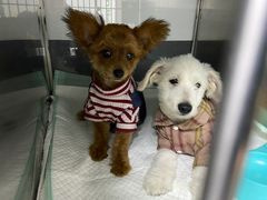 -爱侣宠医·鹦鹉专科·小型哺乳类·异宠专科(灵石路店)