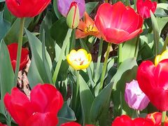 -石家庄市植物园