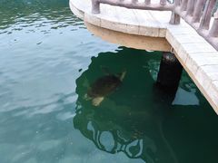 -广东惠东海龟国家级自然保护区