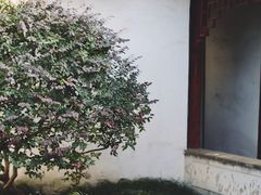 -秋霞圃