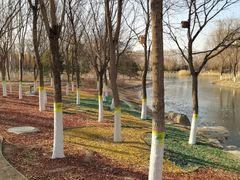 -大兴滨河森林公园