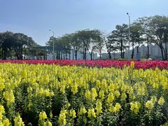 -花城苑广府菜(海心沙店)