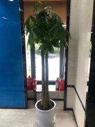 -雍禾植发