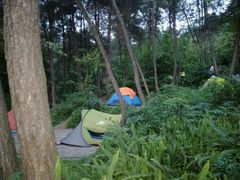 -铁山坪森林公园