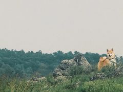 -恋山坝上草原