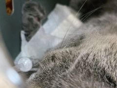 -美联众合动物医院·24h京西诊疗中心