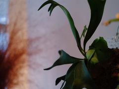 -luutosa  cafe & tea 鹿兔山