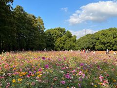 -上海共青森林公园