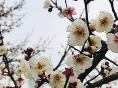 -林屋梅海青梅保护基地