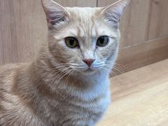 -是阿柴呀！柴犬咖啡·爱喵喵猫咖