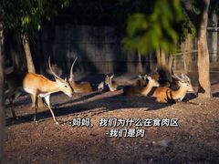 -清迈夜间动物园