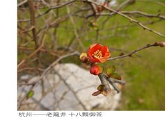 梅-十八棵（老龙井）御茶园(老龙井店)