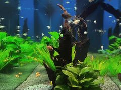 -松临·铁板烧&Omakase(神农店)