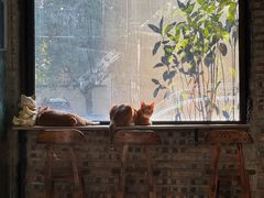 -豆逗聊愈猫阁Easy Life