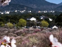 -香雪海