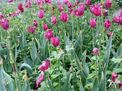 android_upload_pic-洛阳郁金香牡丹园