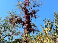 -北京西山国家森林公园