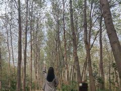 -合肥滨湖国家森林公园