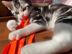 -翊宠yipet猫狗购宠庄园犬舍•猫舍