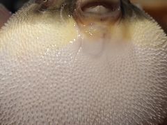 -天正河鲀·河豚亭(大连店)