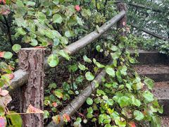 -商洛老君山旅游风景区