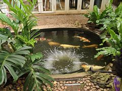 -Fern Forest Cafe