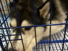 -Husky Go! 哈士奇体验馆·宠物咖啡厅狗咖