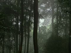 -铁山坪森林公园