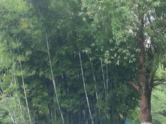 -云碧峰国家森林公园