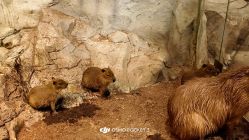 -Zoolung Zoolung动物主题公园(海信广场店)