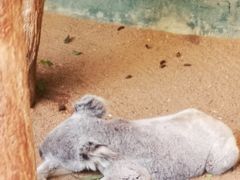 -费瑟代尔野生动物园