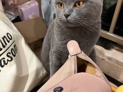 -宠颐生宠物医院外科·内科·皮肤科·影像科(石龙店)