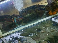 -老船长海鲜大排档(银滩店)