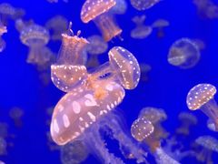 -江和美海洋公园