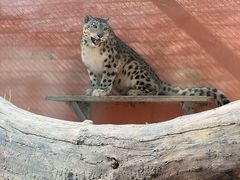 -青藏高原野生动物园